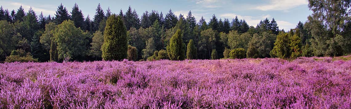 titelbanner-lüneburger-heide